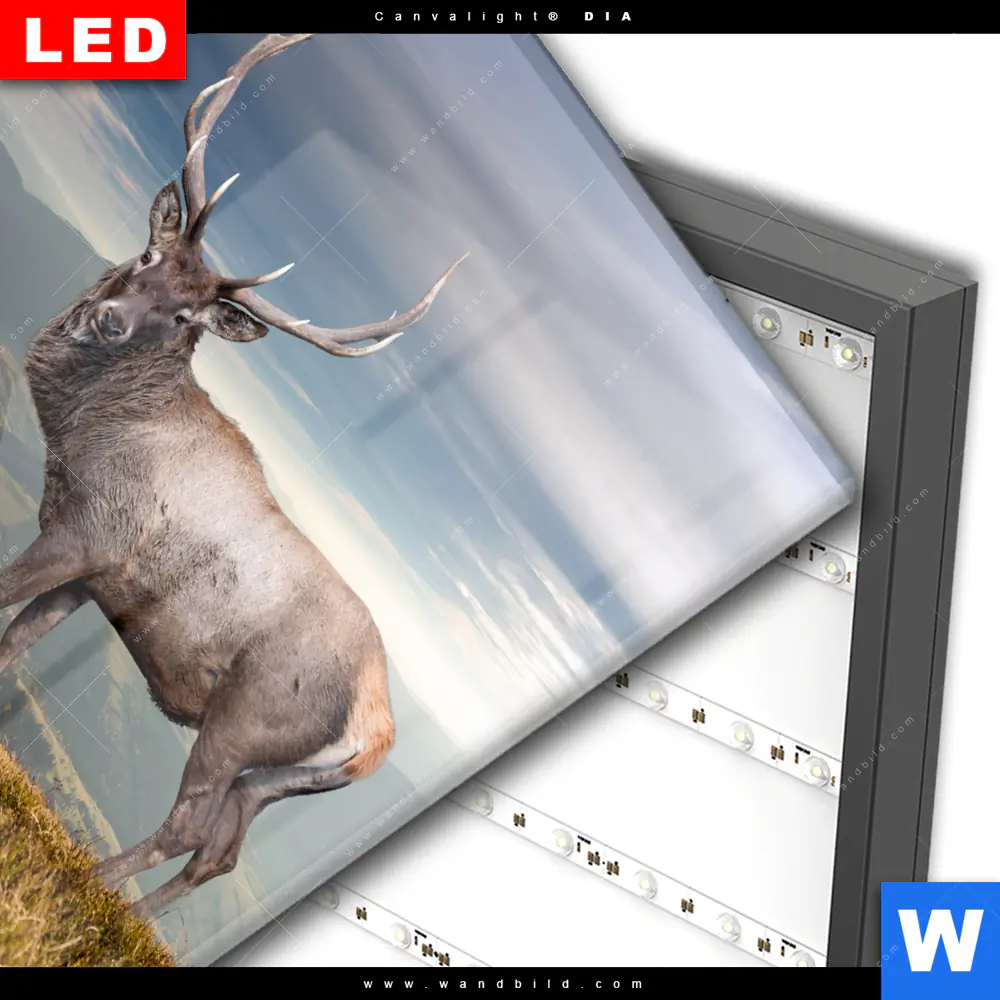 Wechselmotiv Acrylglas Canvalight® DIA | Hirsch in der Herbstzeit | Quadrat - Image 3