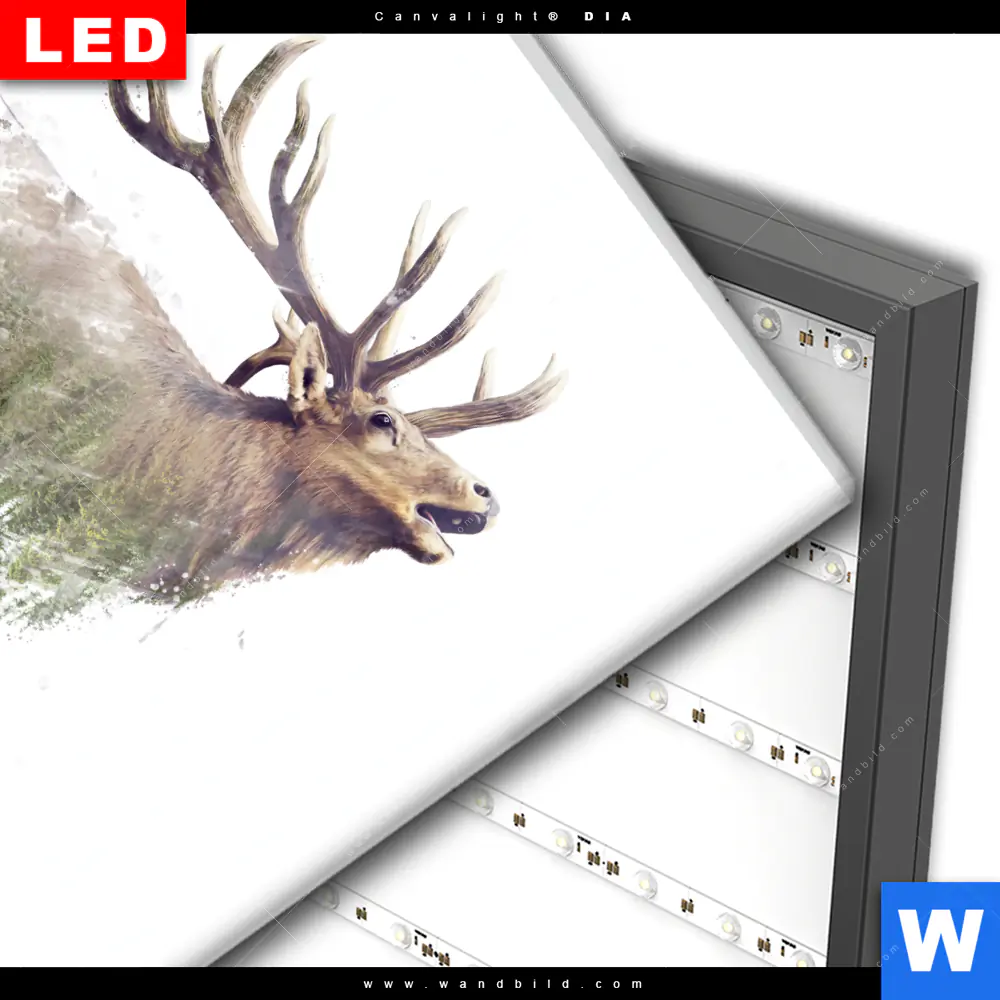 Wechselmotiv Acrylglas Canvalight® DIA | Hirsch & Wald No.2 | Quadrat - Image 3