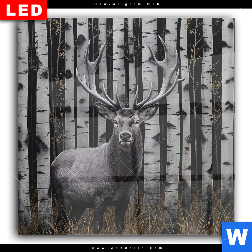 Wechselmotiv Acrylglas Canvalight® DIA | Hirschporträt vor Birken | Quadrat - Image 2