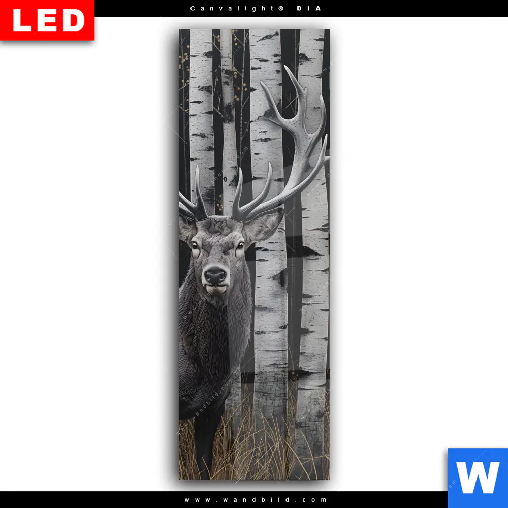 Wechselmotiv Acrylglas Canvalight® DIA | Hirschporträt vor Birken | Schmal - Image 2