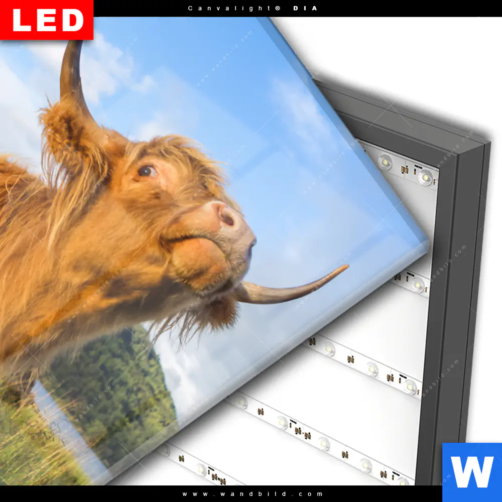 Wechselmotiv Acrylglas Canvalight® DIA | Hochland-Bulle | Hochformat - Image 3
