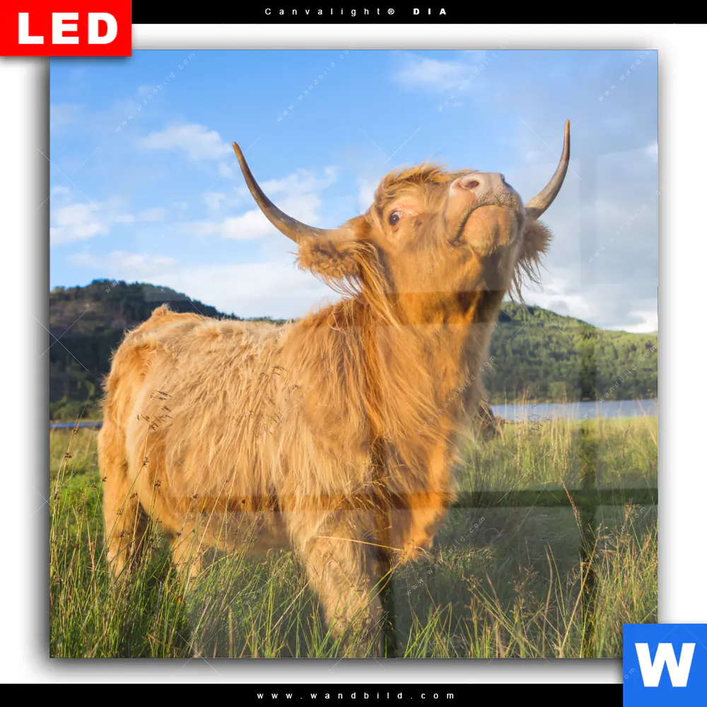 Wechselmotiv Acrylglas Canvalight® DIA | Hochland-Bulle | Quadrat - Image 2