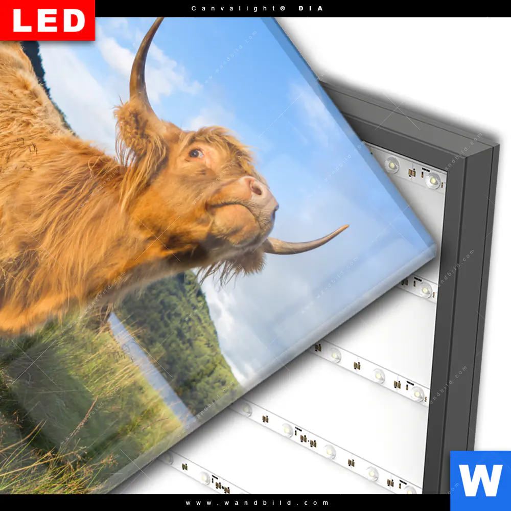 Wechselmotiv Acrylglas Canvalight® DIA | Hochland-Bulle | Quadrat - Image 3