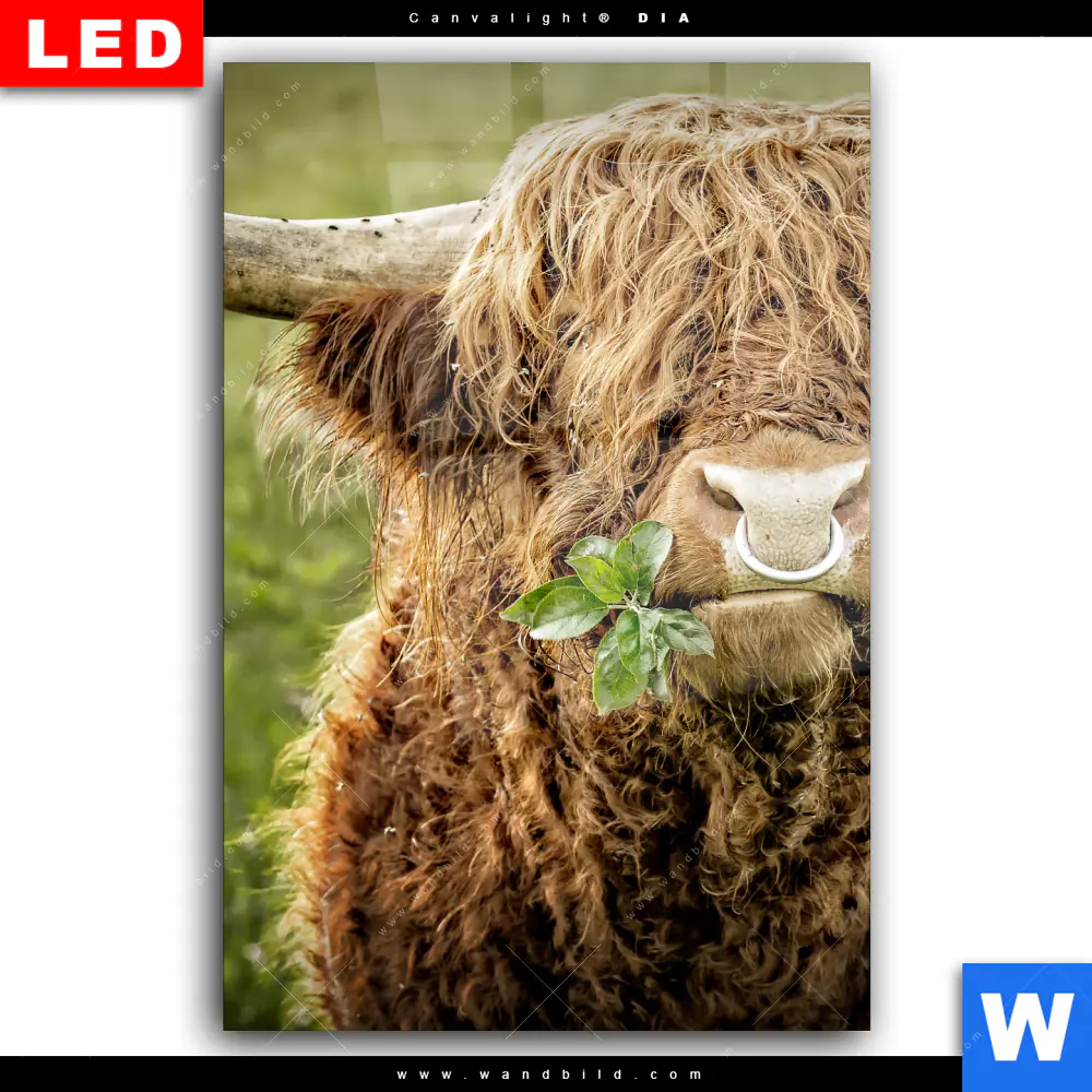 Wechselmotiv Acrylglas Canvalight® DIA | Hochland-Rind mit Nasenring | Hochformat - Image 2