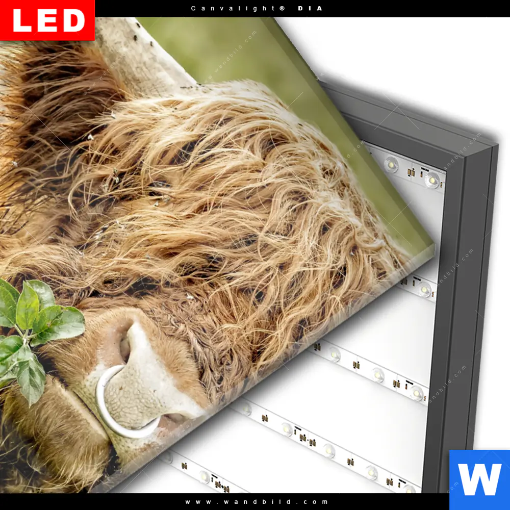 Wechselmotiv Acrylglas Canvalight® DIA | Hochland-Rind mit Nasenring | Hochformat - Image 3
