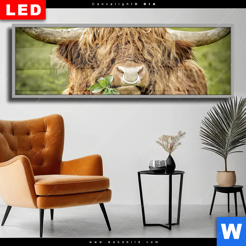 Wechselmotiv Acrylglas Canvalight® DIA | Hochland-Rind mit Nasenring | Panorama