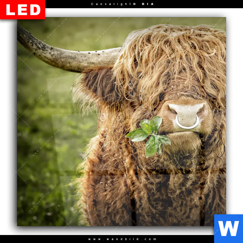 Wechselmotiv Acrylglas Canvalight® DIA | Hochland-Rind mit Nasenring | Quadrat - Image 2