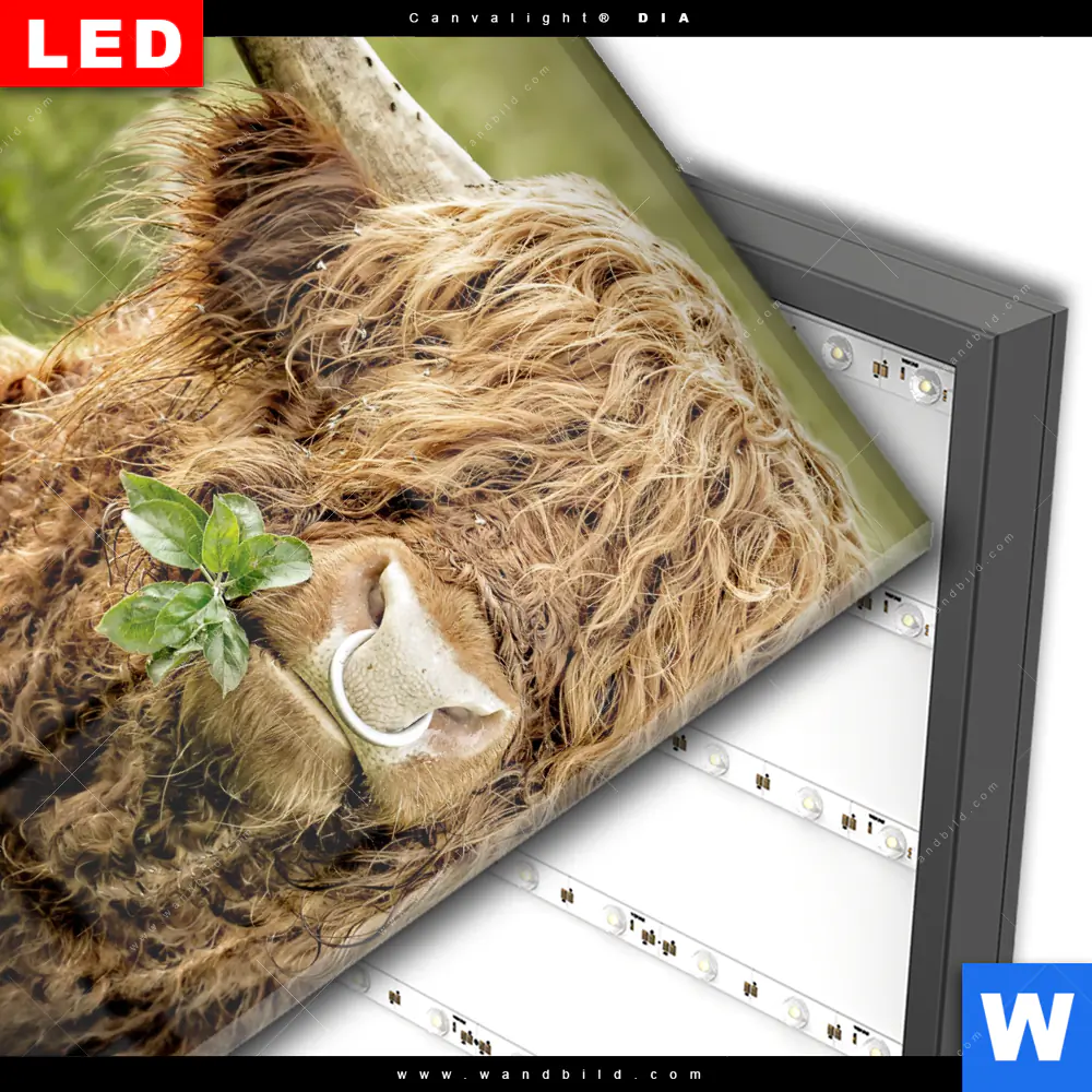 Wechselmotiv Acrylglas Canvalight® DIA | Hochland-Rind mit Nasenring | Quadrat - Image 3