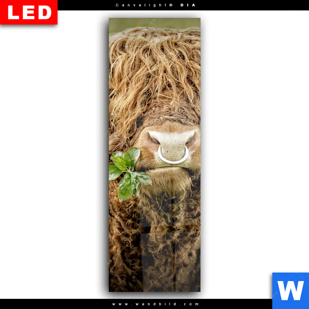 Wechselmotiv Acrylglas Canvalight® DIA | Hochland-Rind mit Nasenring | Schmal - Image 2