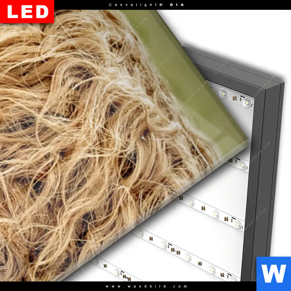 Wechselmotiv Acrylglas Canvalight® DIA | Hochland-Rind mit Nasenring | Schmal - Image 3