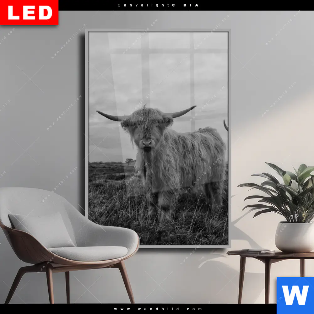 Wechselmotiv Acrylglas Canvalight® DIA | Hochland-Rind Schwarz-Weiß | Hochformat