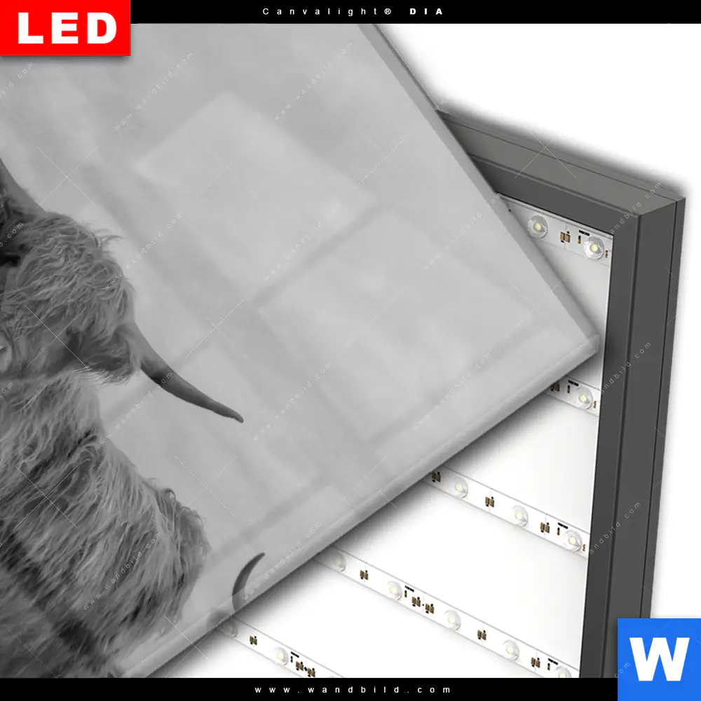 Wechselmotiv Acrylglas Canvalight® DIA | Hochland-Rind Schwarz-Weiß | Hochformat - Image 3
