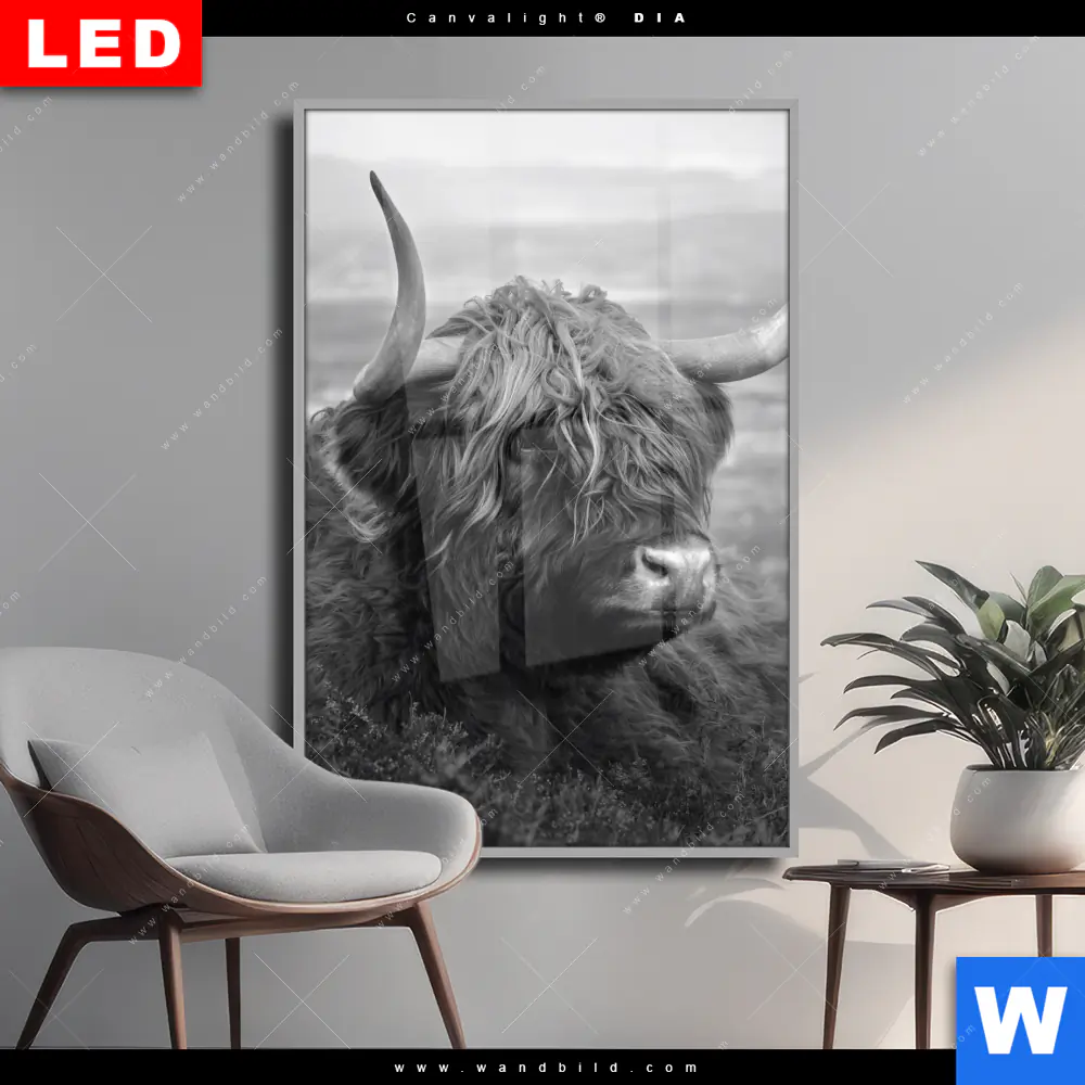 Wechselmotiv Acrylglas Canvalight® DIA | Hochland-Rind Schwarz-Weiß No. 2 | Hochformat