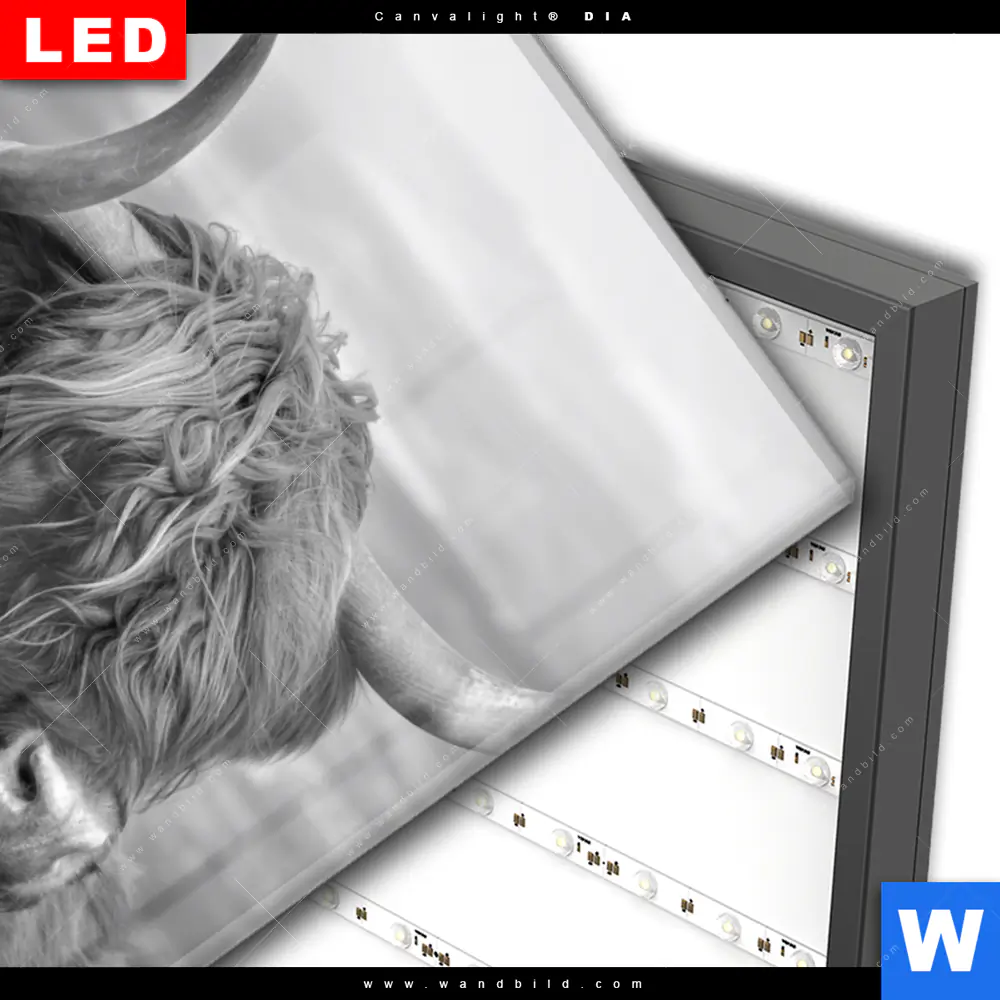 Wechselmotiv Acrylglas Canvalight® DIA | Hochland-Rind Schwarz-Weiß No. 2 | Hochformat - Image 3