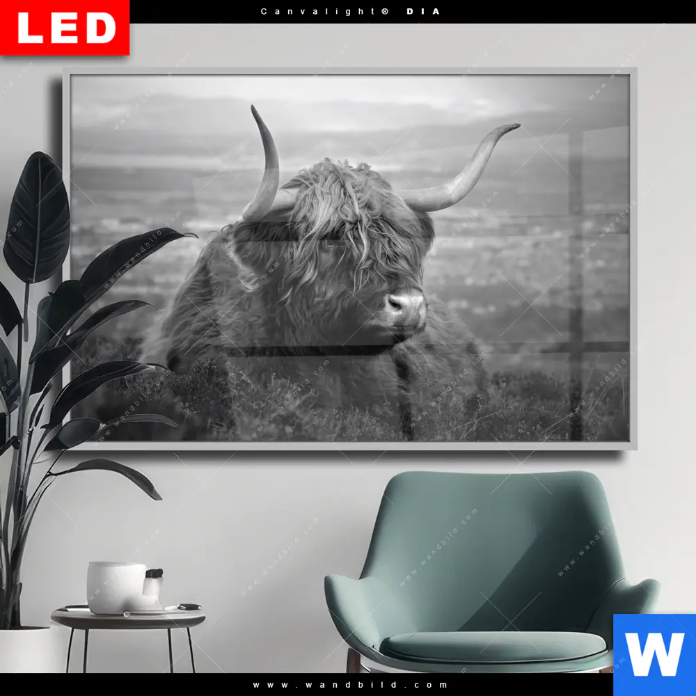 Wechselmotiv Acrylglas Canvalight® DIA | Hochland-Rind Schwarz-Weiß No. 2 | Querformat