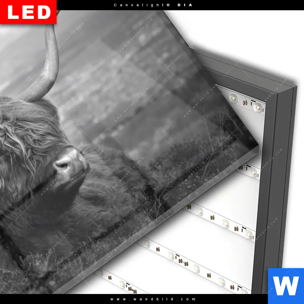 Wechselmotiv Acrylglas Canvalight® DIA | Hochland-Rind Schwarz-Weiß No. 2 | Querformat - Image 3