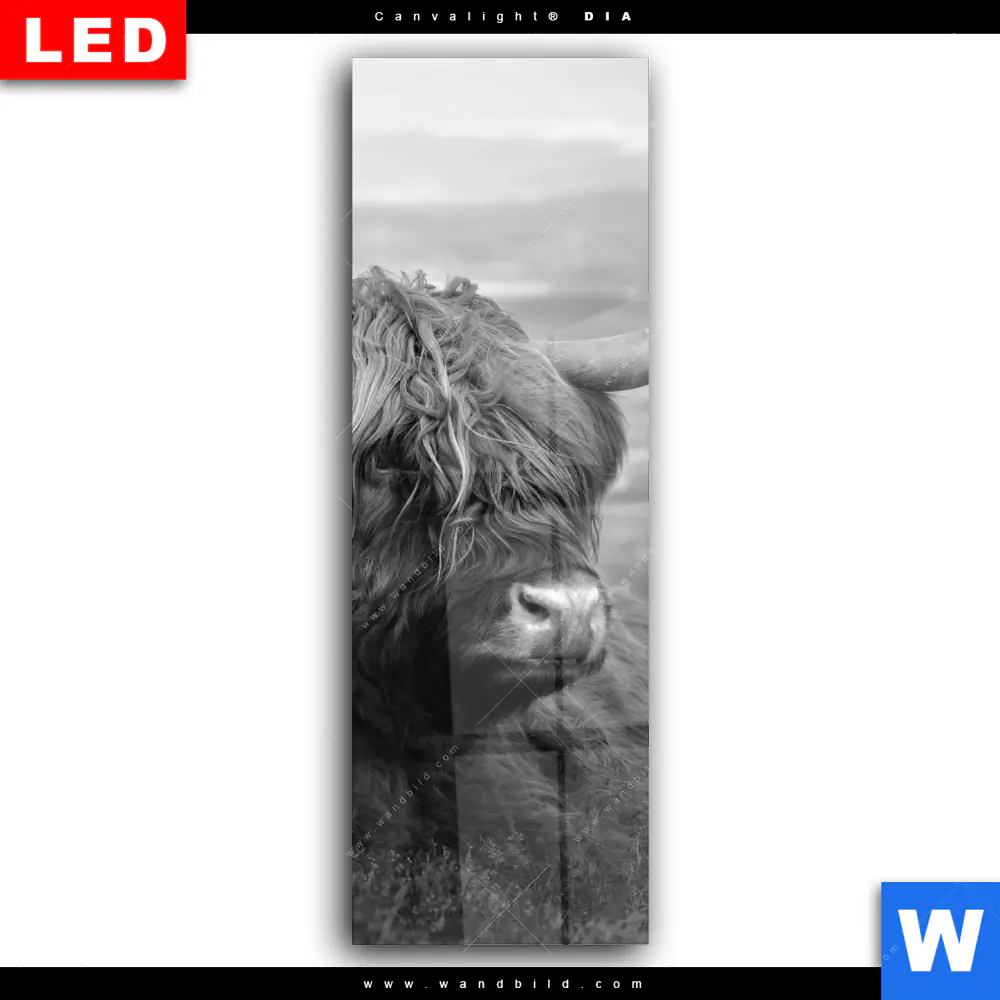 Wechselmotiv Acrylglas Canvalight® DIA | Hochland-Rind Schwarz-Weiß No. 2 | Schmal - Image 2