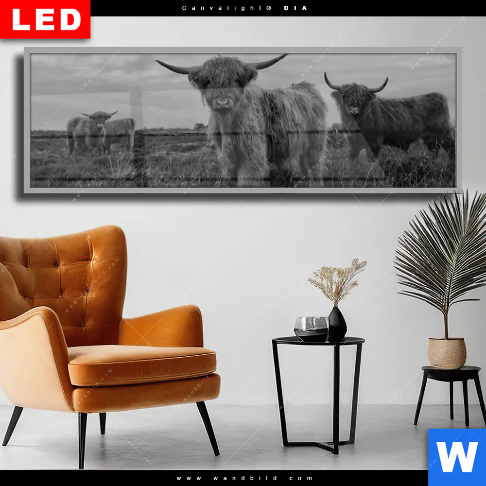 Wechselmotiv Acrylglas Canvalight® DIA | Hochland-Rind Schwarz-Weiß | Panorama