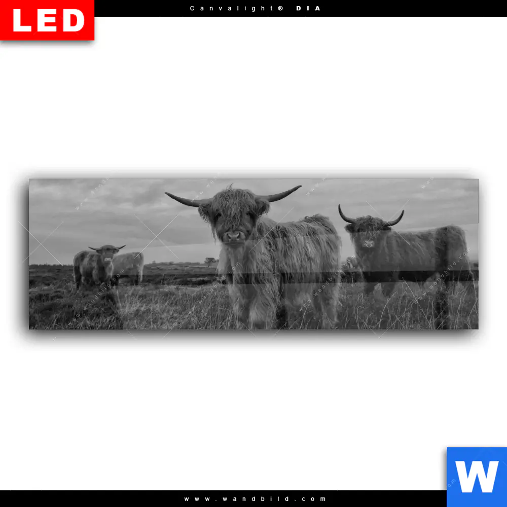 Wechselmotiv Acrylglas Canvalight® DIA | Hochland-Rind Schwarz-Weiß | Panorama - Image 2