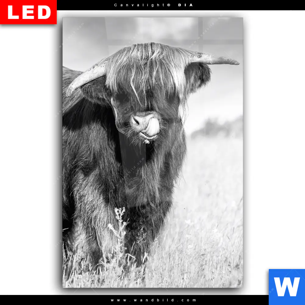 Wechselmotiv Acrylglas Canvalight® DIA | Hochlandkuh auf einer Wiese | Hochformat - Image 2