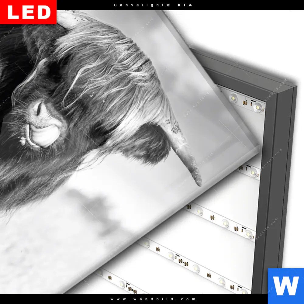 Wechselmotiv Acrylglas Canvalight® DIA | Hochlandkuh auf einer Wiese | Hochformat - Image 3