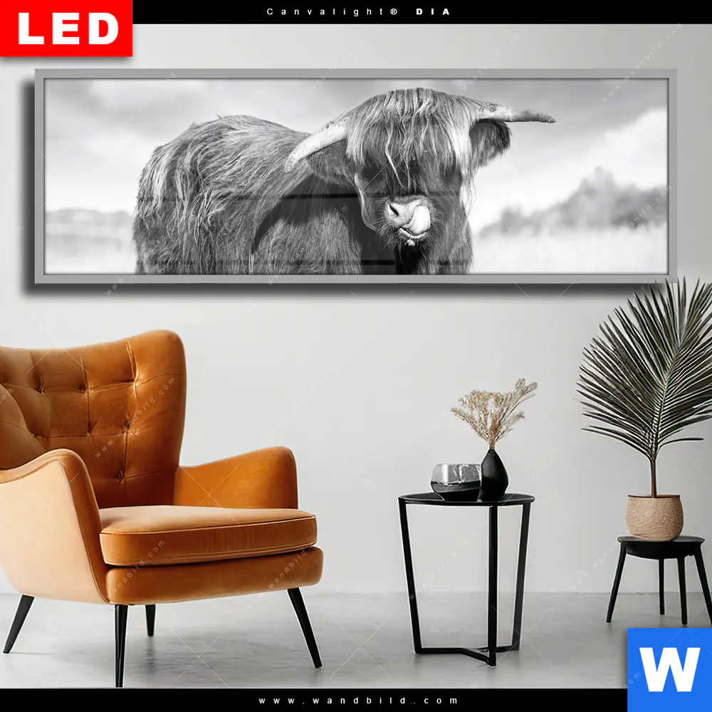 Wechselmotiv Acrylglas Canvalight® DIA | Hochlandkuh auf einer Wiese | Panorama