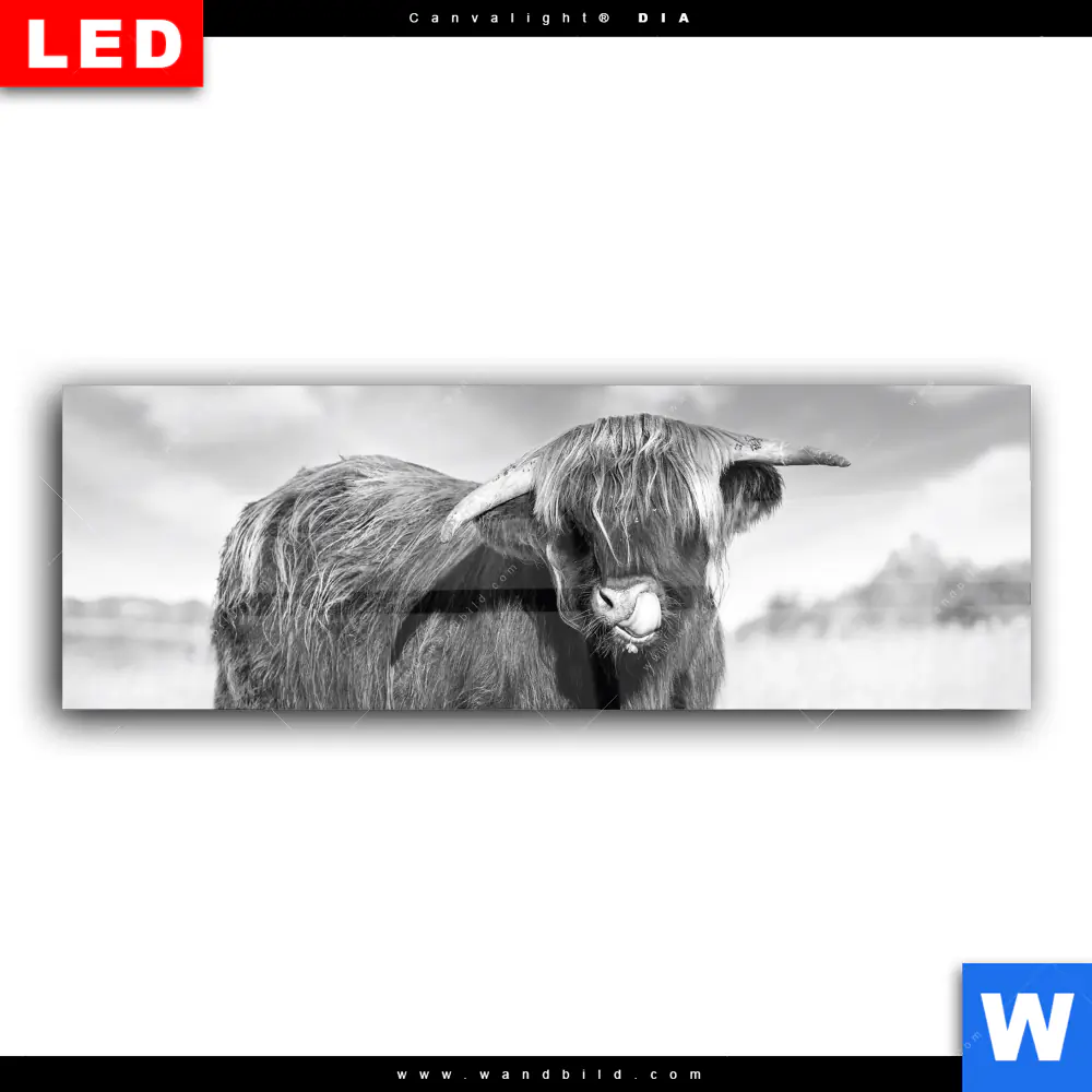 Wechselmotiv Acrylglas Canvalight® DIA | Hochlandkuh auf einer Wiese | Panorama - Image 2