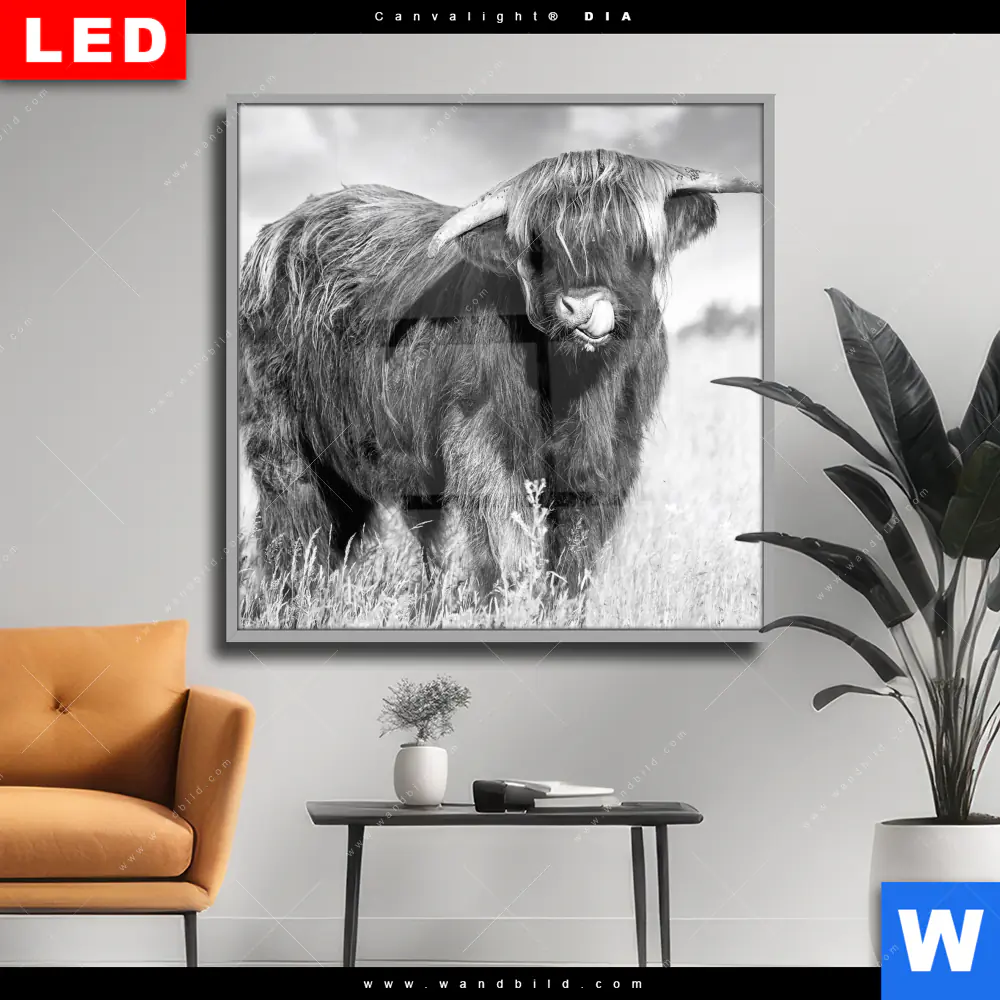 Wechselmotiv Acrylglas Canvalight® DIA | Hochlandkuh auf einer Wiese | Quadrat