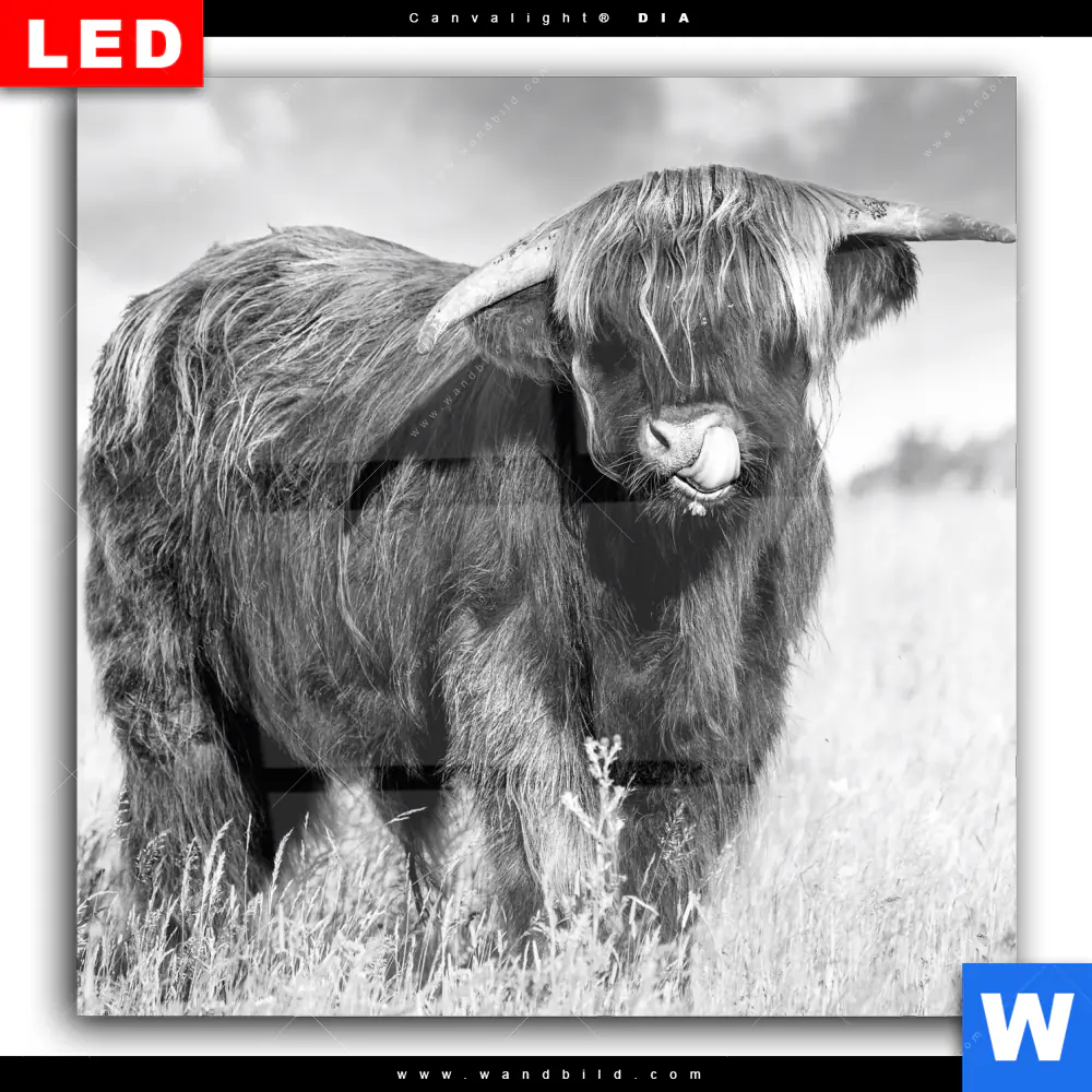 Wechselmotiv Acrylglas Canvalight® DIA | Hochlandkuh auf einer Wiese | Quadrat - Image 2