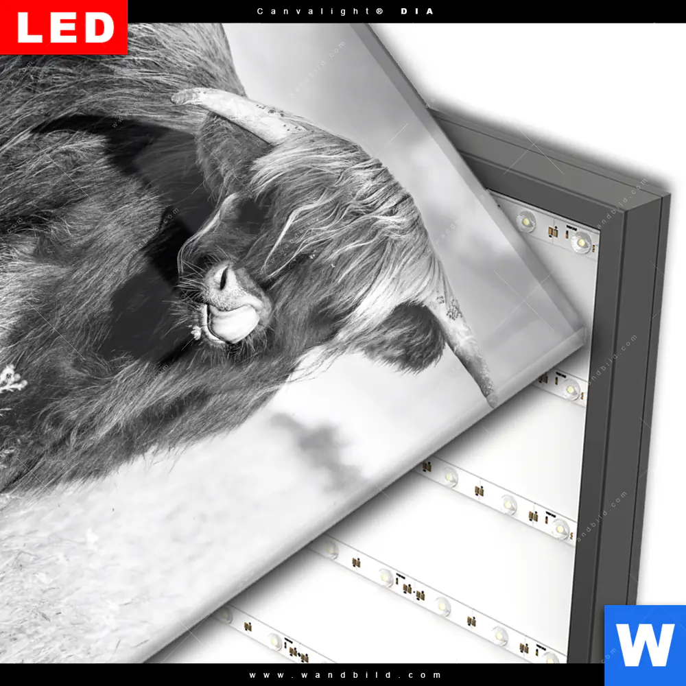 Wechselmotiv Acrylglas Canvalight® DIA | Hochlandkuh auf einer Wiese | Quadrat - Image 3