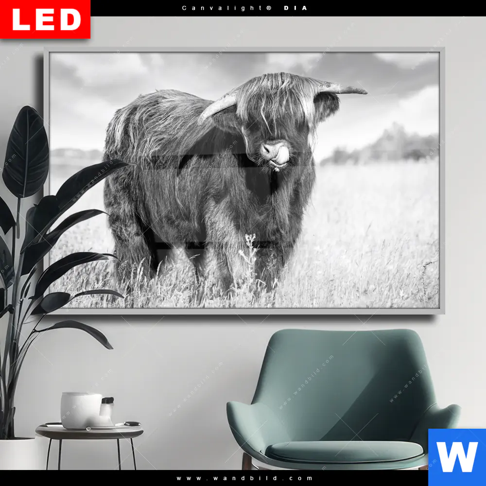 Wechselmotiv Acrylglas Canvalight® DIA | Hochlandkuh auf einer Wiese | Querformat