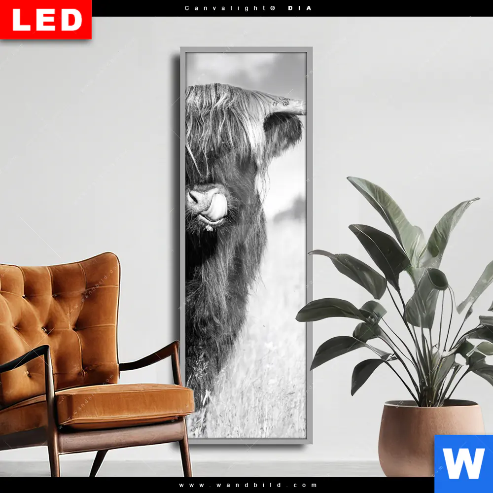 Wechselmotiv Acrylglas Canvalight® DIA | Hochlandkuh auf einer Wiese | Schmal