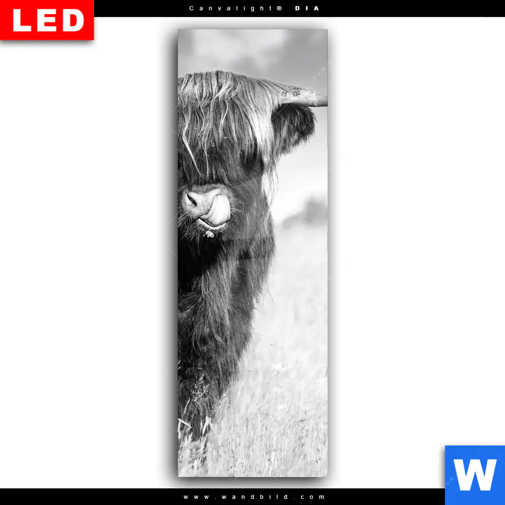 Wechselmotiv Acrylglas Canvalight® DIA | Hochlandkuh auf einer Wiese | Schmal - Image 2