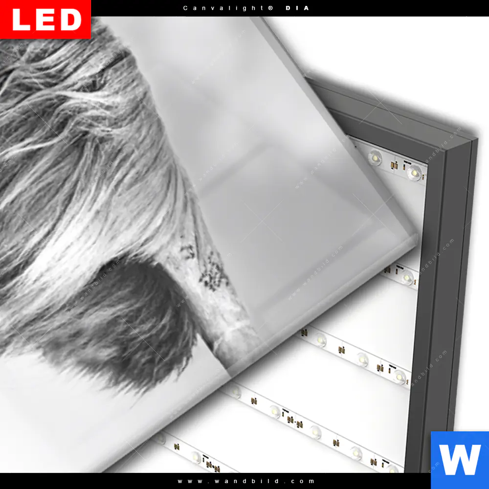 Wechselmotiv Acrylglas Canvalight® DIA | Hochlandkuh auf einer Wiese | Schmal - Image 3