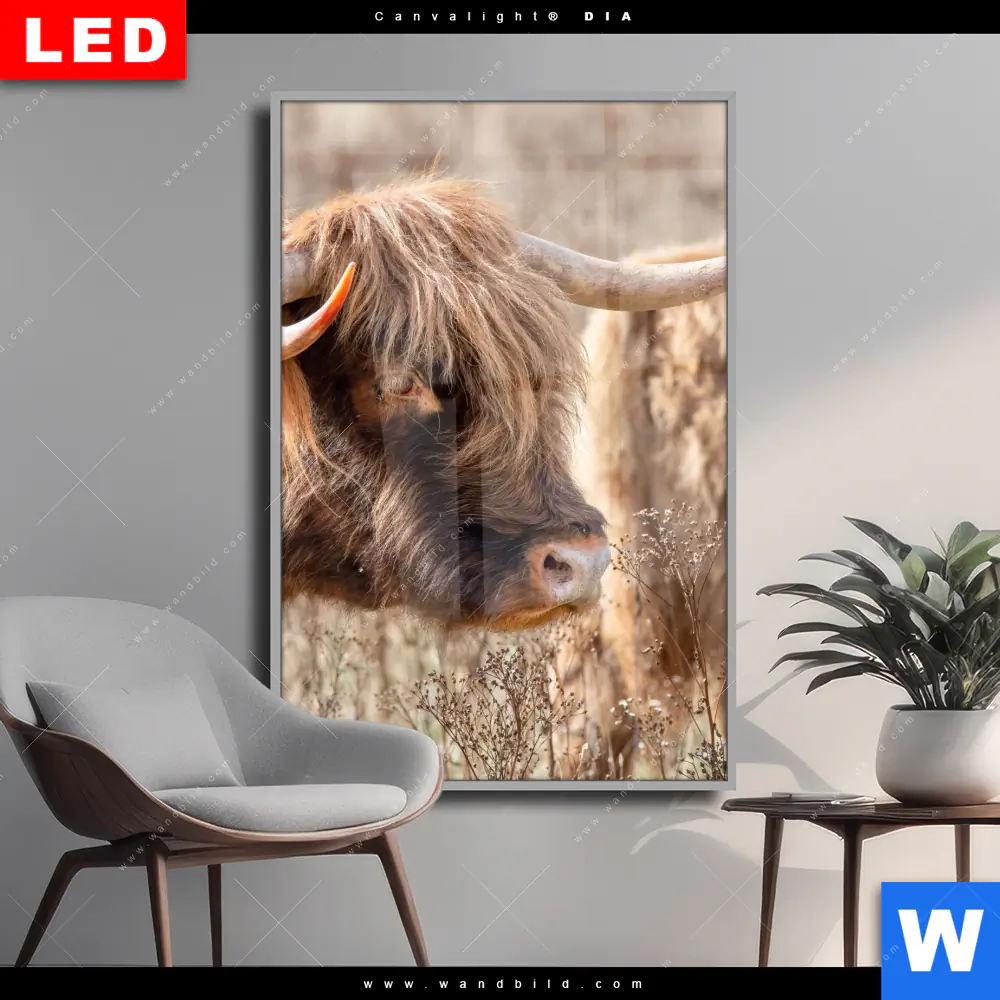 Wechselmotiv Acrylglas Canvalight® DIA | Hochlandrind auf Weide | Hochformat