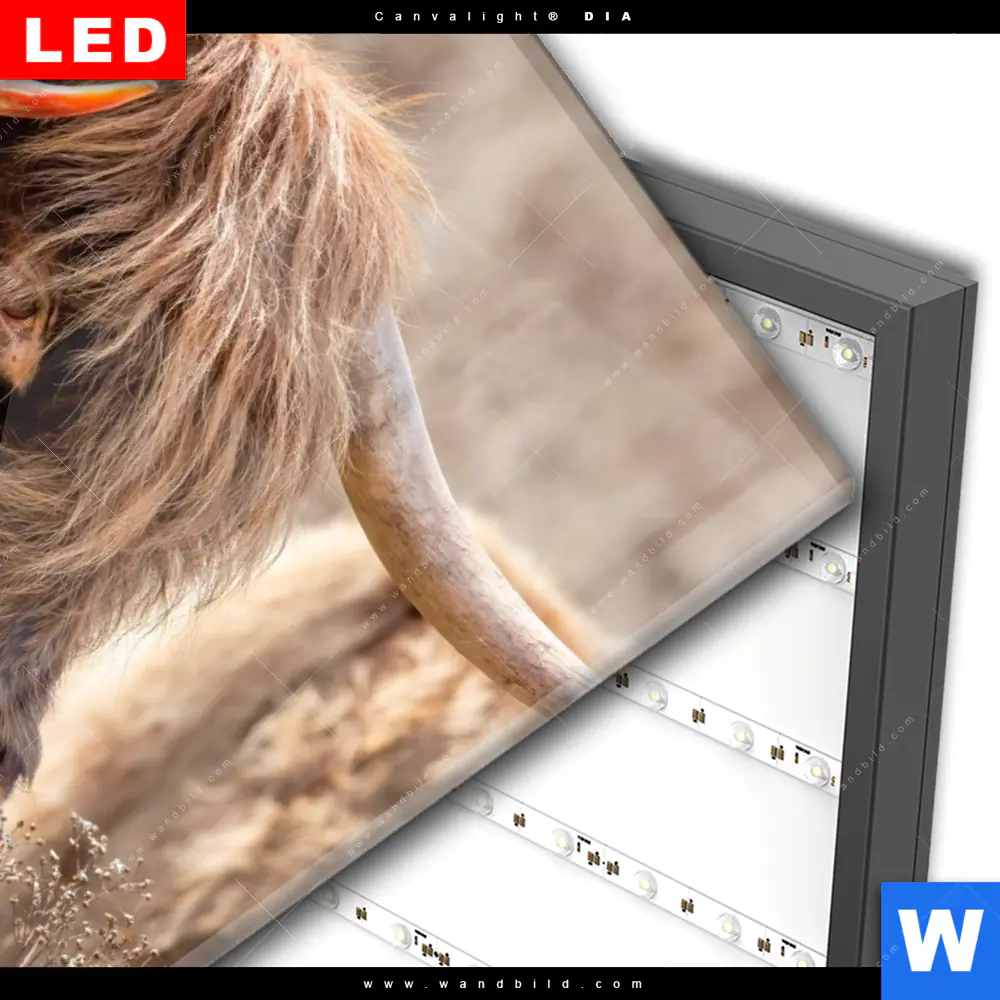 Wechselmotiv Acrylglas Canvalight® DIA | Hochlandrind auf Weide | Hochformat - Image 3