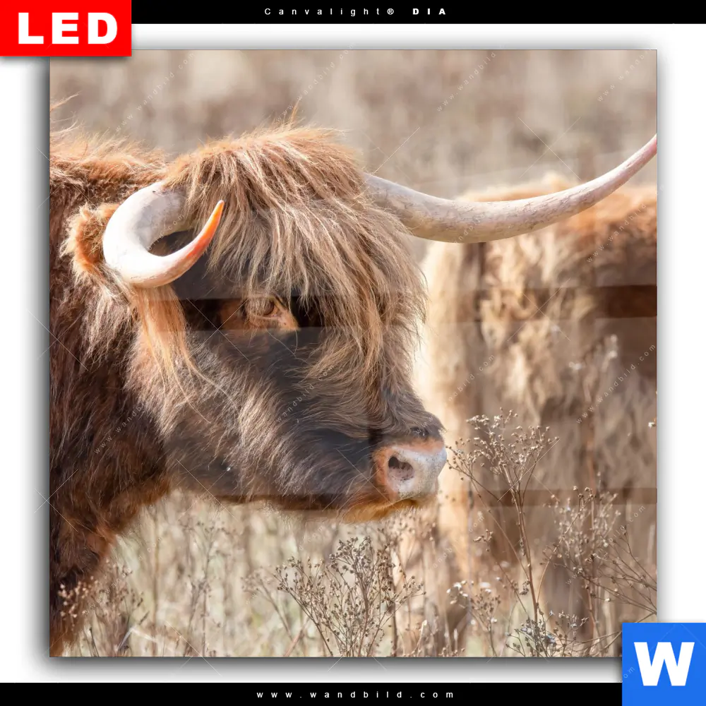 Wechselmotiv Acrylglas Canvalight® DIA | Hochlandrind auf Weide | Quadrat - Image 2
