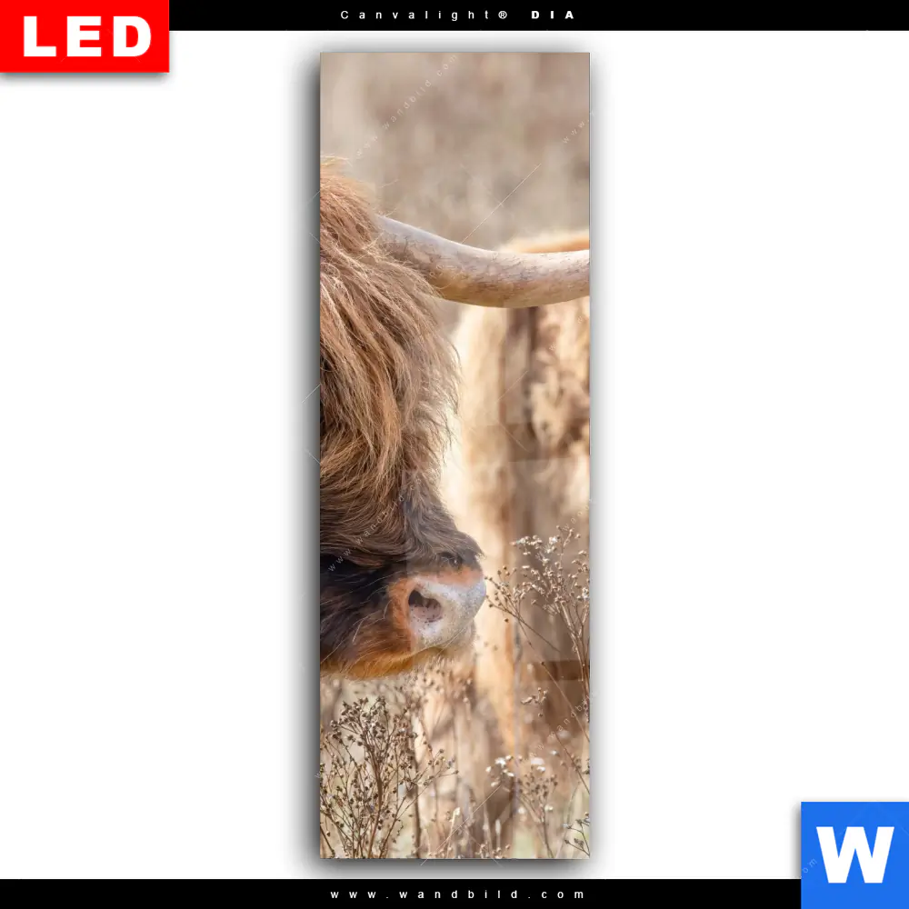Wechselmotiv Acrylglas Canvalight® DIA | Hochlandrind auf Weide | Schmal - Image 2