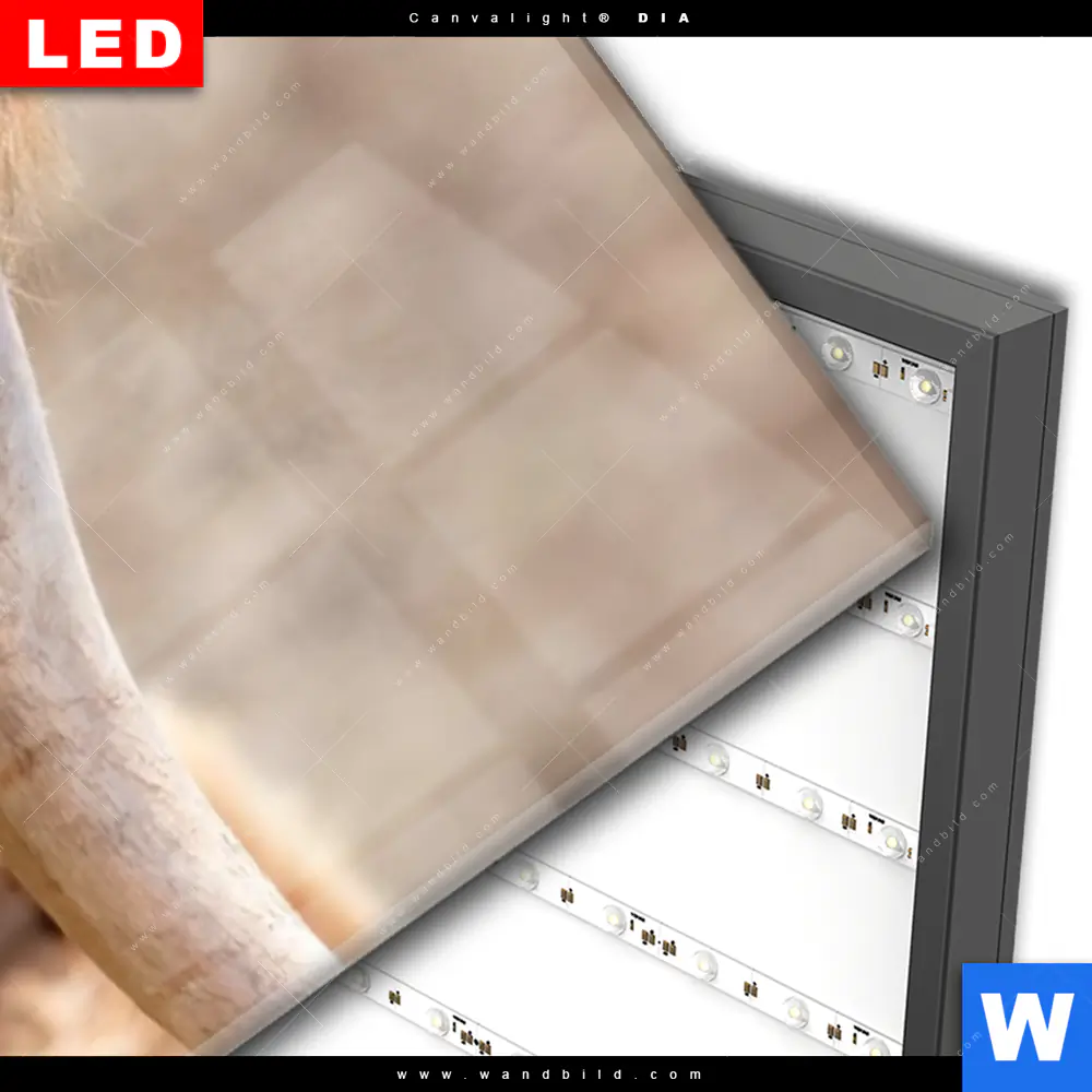 Wechselmotiv Acrylglas Canvalight® DIA | Hochlandrind auf Weide | Schmal - Image 3