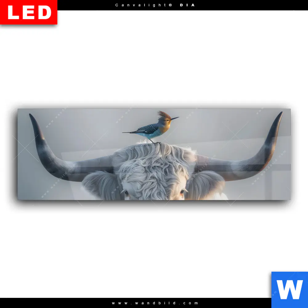 Wechselmotiv Acrylglas Canvalight® DIA | Hochlandrind & bunter Vogel | Panorama - Image 2