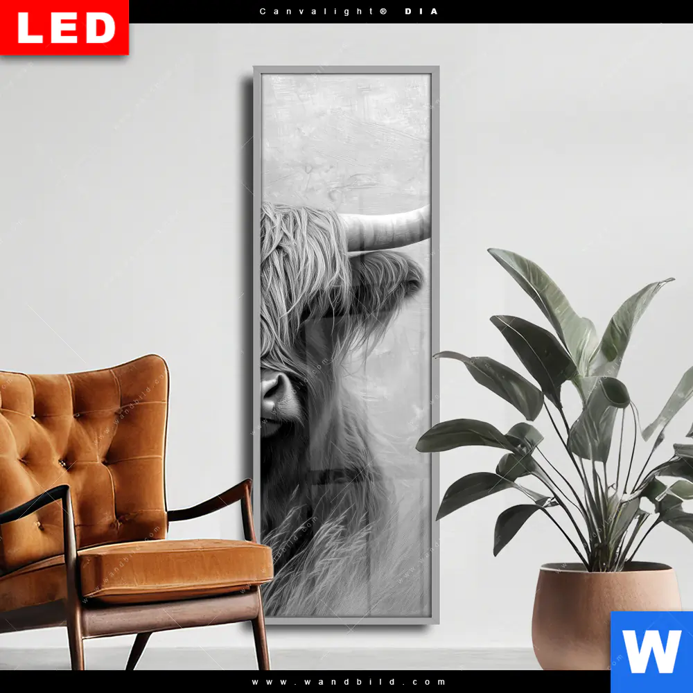 Wechselmotiv Acrylglas Canvalight® DIA | Hochlandrind - Majestätische Hörner | Schmal