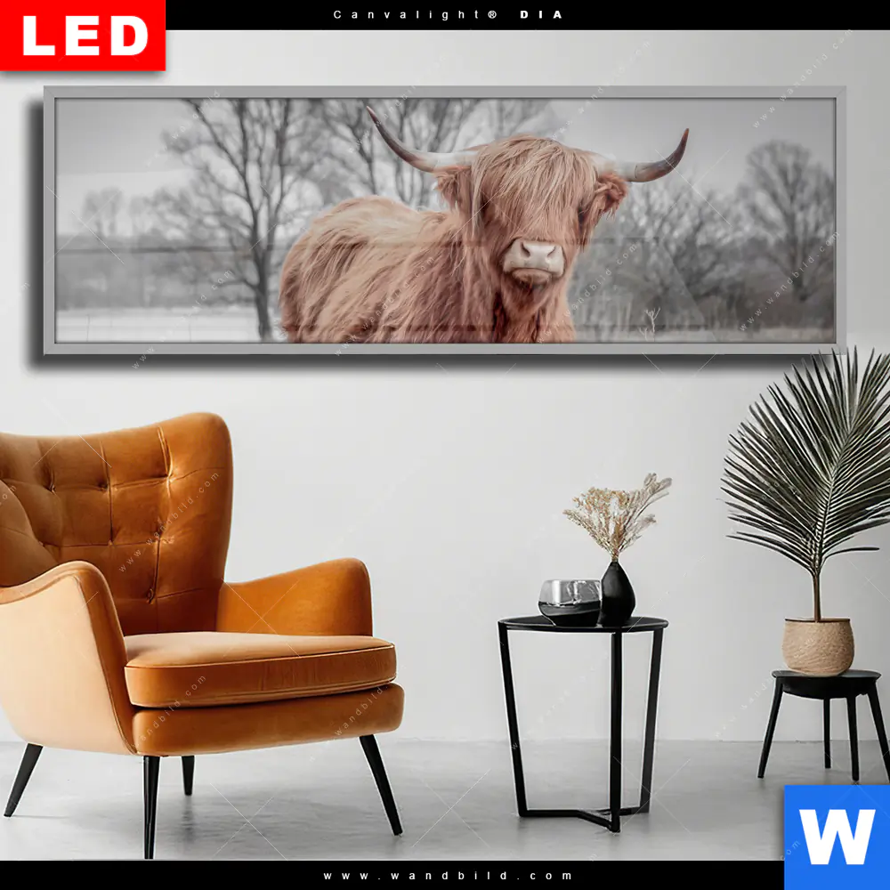 Wechselmotiv Acrylglas Canvalight® DIA | Hochlandrind No.1 | Panorama