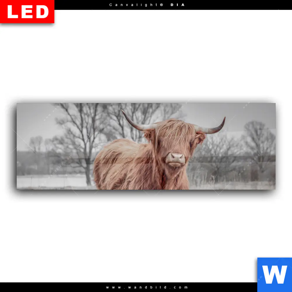 Wechselmotiv Acrylglas Canvalight® DIA | Hochlandrind No.1 | Panorama - Image 2