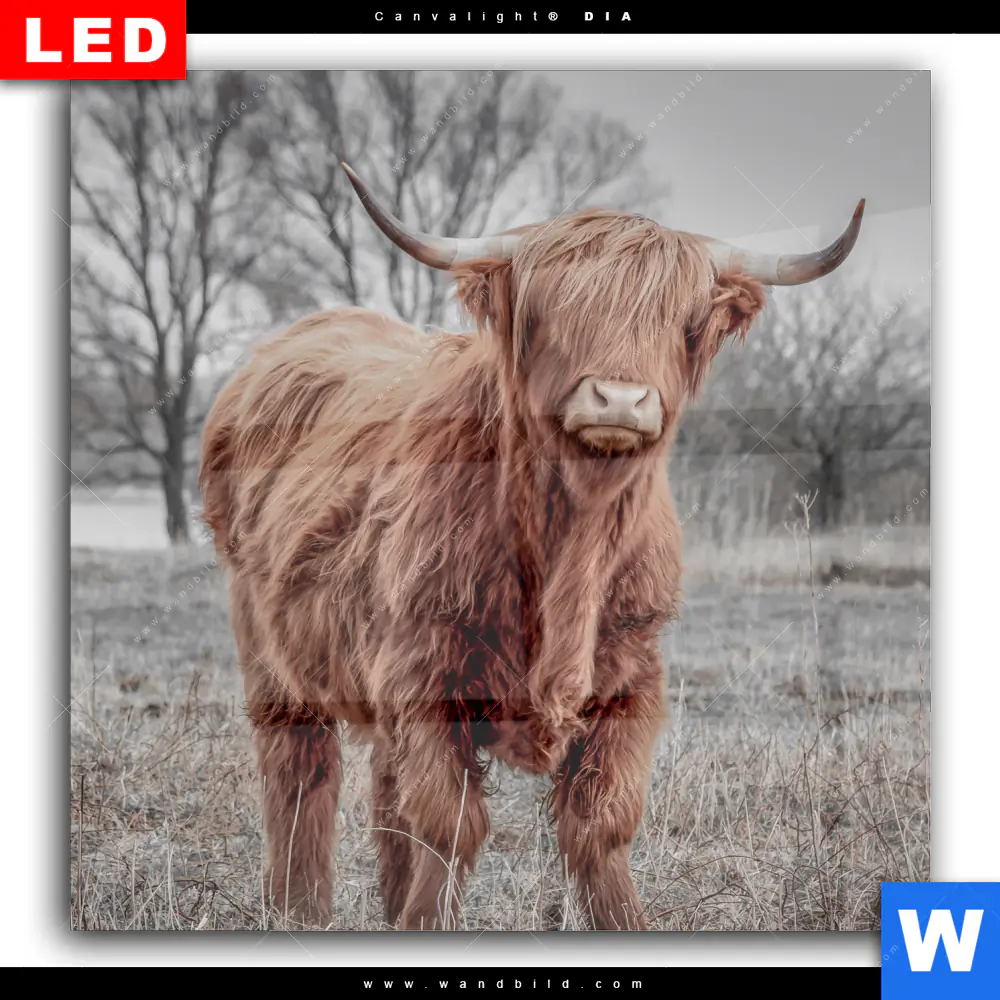 Wechselmotiv Acrylglas Canvalight® DIA | Hochlandrind No.1 | Quadrat - Image 2