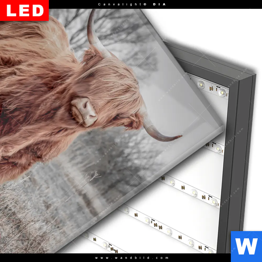 Wechselmotiv Acrylglas Canvalight® DIA | Hochlandrind No.1 | Quadrat - Image 3