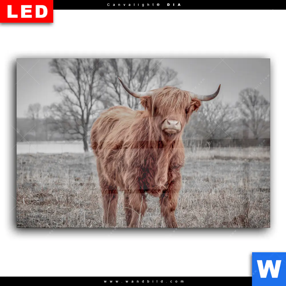 Wechselmotiv Acrylglas Canvalight® DIA | Hochlandrind No.1 | Querformat - Image 2
