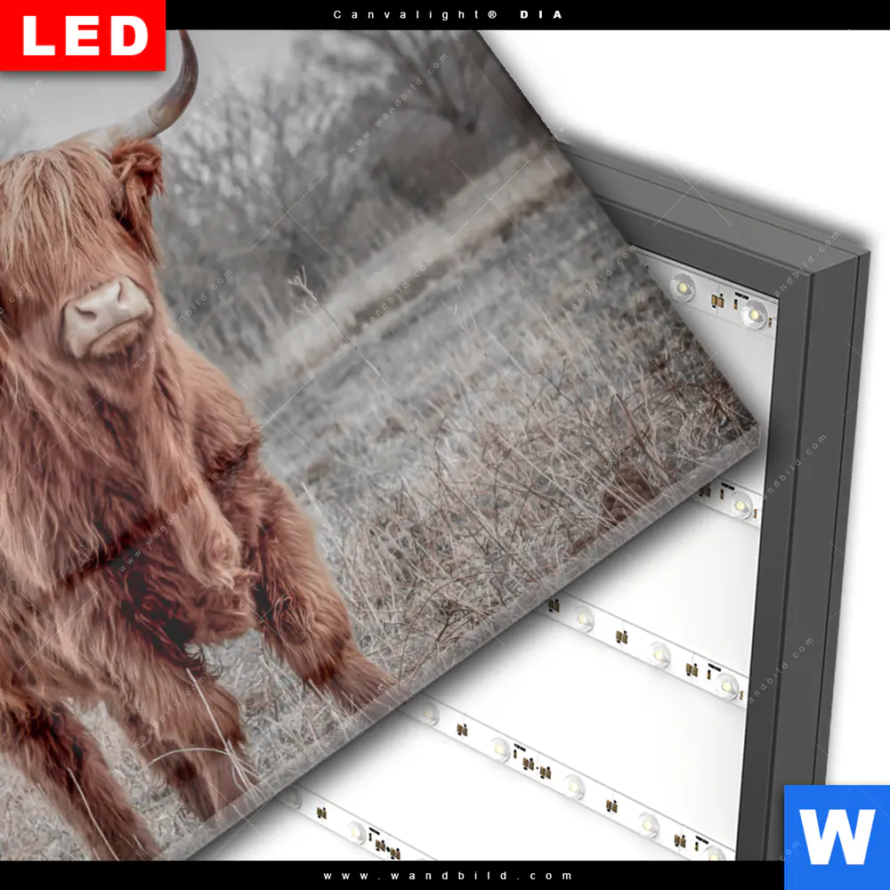 Wechselmotiv Acrylglas Canvalight® DIA | Hochlandrind No.1 | Querformat - Image 3