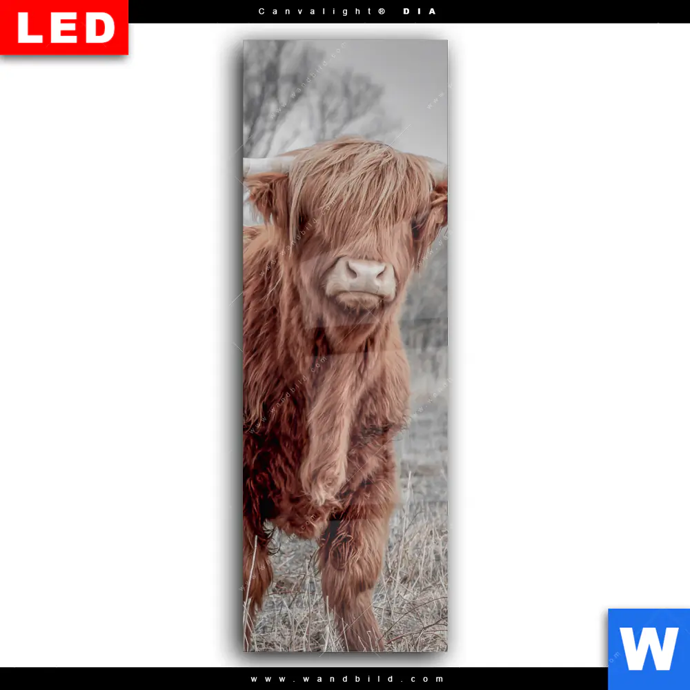 Wechselmotiv Acrylglas Canvalight® DIA | Hochlandrind No.1 | Schmal - Image 2