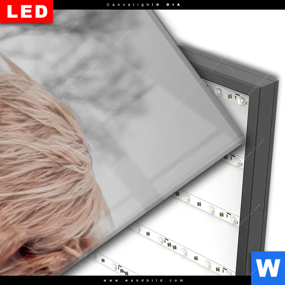 Wechselmotiv Acrylglas Canvalight® DIA | Hochlandrind No.1 | Schmal - Image 3