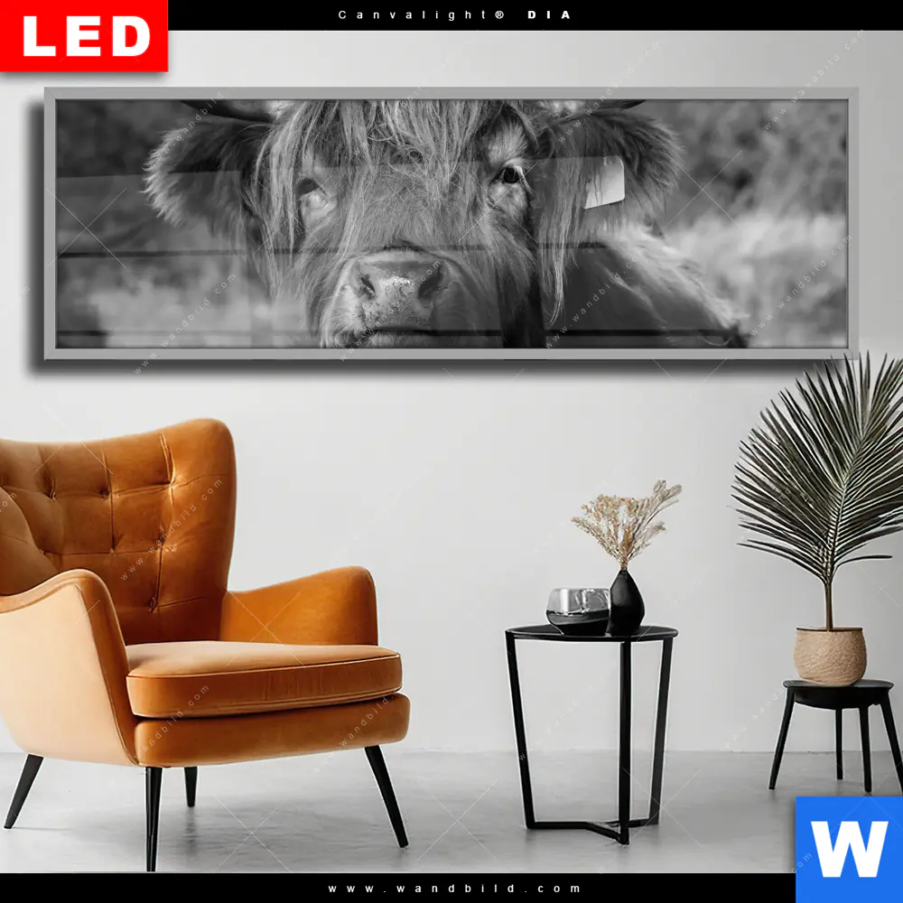 Wechselmotiv Acrylglas Canvalight® DIA | Hochlandrind No.2 | Panorama